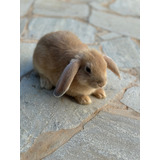 Coelho Mini Lop 