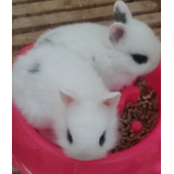 Coelhos Anao Netherland 