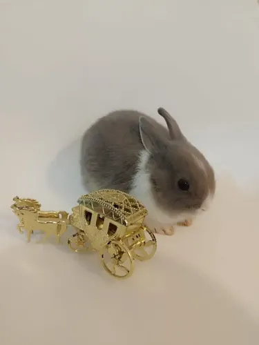 Coelhos Anoes De Netherland