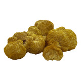 Cogumelo Juba De Leao