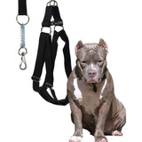 Coleira De Pitbull Peitoral