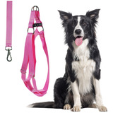 Coleira Para Border Collie