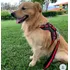 Coleira Peitoral Com Guia Marron Cão Pastor Alemão Oferta