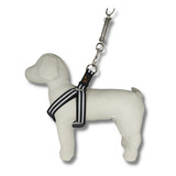 Coleira Pit Bull Cachorro