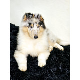 Collie Lassie