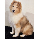 Collie Lassie