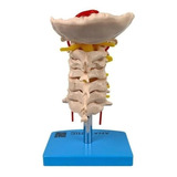 Coluna Vertebral Cervical Anatomico