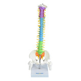 Coluna Vertebral Colorida E