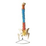 Coluna Vertebral Colorida Em Tamanho Natural 4d anatomy Mod  Anatomico
