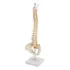 Coluna Vertebral Esqueleto Anatomia Humana 45cm Ortopedia