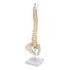 Coluna Vertebral Esqueleto   Anatomia Humana   45cm