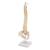 Coluna Vertebral Esqueleto   Anatomia Humana   45cm