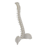 Coluna Vertebral Esqueleto Ortopedia 3d Anatomia Humana 45cm