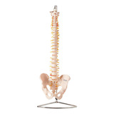 Coluna Vertebral Flexível Com Tamanho Natural Anatomic Tgd 0148 a