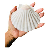 Concha Marinha Do Mar Shell Natural Promoção