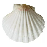 Concha Shell Natural Branca