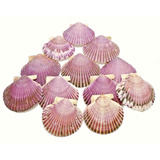 Concha Shell Santiago 12un Grande Coquile P  Casquinha Siri