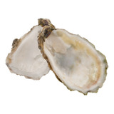 Conchas Do Mar Ostras