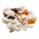 Conchas Marinhas Naturais Diversas