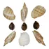 Conchas Marinhas Para Massagens   9 Unidades