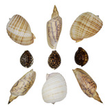 Conchas Marinhas Para Massagens