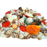 Conchas Mix Mar Naturais 780 Gramas Selecionadas