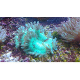 Coral Elegance Green Pq    Aquário Marinho