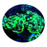 Coral Hammer Bicolor 