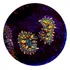 Coral  Mushroon Rainbow