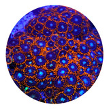 Coral Zoanthus X men