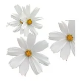 Cosmos Purity