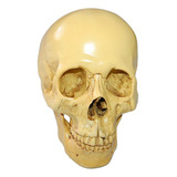 Cranio 1 1 Replica