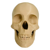 Crânio 3d