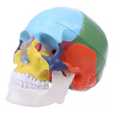 Cranio Cabeca Humano Colorido