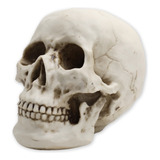 Cranio Caveira Einstein Decorativa
