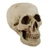 Cranio Caveira Grande Tamanho Real Em Resina Decoração