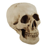 Cranio Caveira Grande Tamanho Real Em Resina Decorativo
