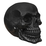 Cranio Caveira Osso Esqueleto