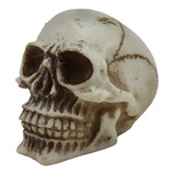 Cranio Caveira Pequeno Esqueleto