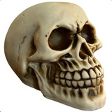 Cranio Caveira Resina Newton