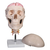 Cranio Humano C Coluna