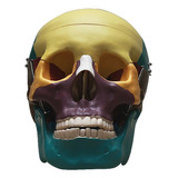 Cranio Humano Colorido C