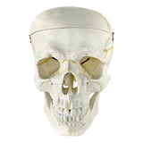 Cranio Modelo Anatomico Suturas