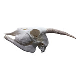 Cranio Natural De Cabra