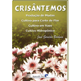 Crisantemos Producao De