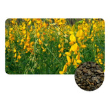 Crotalaria Juncea Adubacao Verde