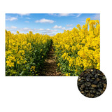 Crotalaria Spectabilis Adubacao P