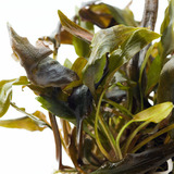 Cryptocoryne Beckettii In Vitro
