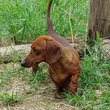 Dachshund Miniatura Macho Importado