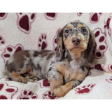 Dachshund Teckel Basset Pelo